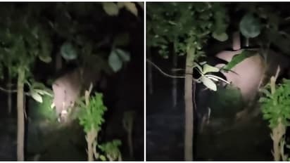 മടയിൽ കയറി ഒറ്റയാൻ്റെ ആക്രമണം: ആനത്താവളത്തിൽ കുങ്കിയാനയെ കുത്തിവീഴ്ത്തി