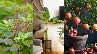 घरात सुख-समृद्धीसाठी कोणते पौधे कोणत्या दिशेला लावावे?