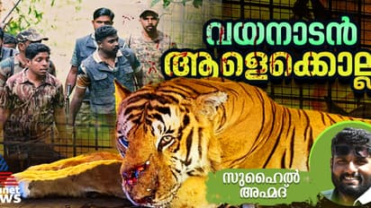 ആളെക്കൊല്ലി കടുവയെ പിടികൂടി വർഷം ഒന്ന് തികയുന്നു; ഇന്നും പാലിക്കാപ്പെടാത്ത വാഗ്ദാനങ്ങൾ, ഭയം വിടാതെ വയനാട് 