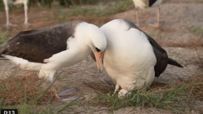 ലോകത്തിലെ ഏറ്റവും പ്രായം കൂടിയ കാട്ടുപക്ഷി, 74 -ാം വയസ്സിൽ മുട്ടയിട്ട് വിസ്ഡം