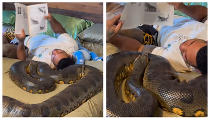 'ഇത് ശുദ്ധഭ്രാന്ത്'; പെരുമ്പാമ്പിന്‍റെ വയറ്റിൽ തലവച്ച് കിടന്ന് പുസ്തകം വായിക്കുന്ന യുവാവിന്‍റെ വീഡിയോ, വിമർശനം