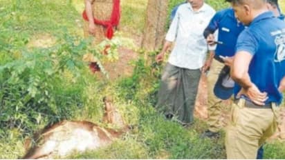 'അജ്ഞാത ജീവി പശുക്കിടാവിനെ കൊന്നു'; പെരിന്തൽമണ്ണയിൽ വീണ്ടും പുലി ഭീതി