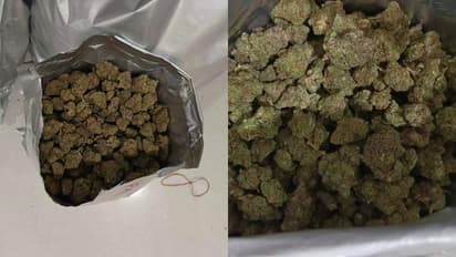 കണ്ടാൽ ഭക്ഷണ സാധനം പോലെ, എത്തിച്ചത് ഭക്ഷണ പൊതികളിലൊളിപ്പിച്ച്; പിടികൂടിയത് 20 കോടിയുടെ ഹൈബ്രിഡ് കഞ്ചാവ്