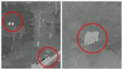 വന്യമൃഗങ്ങളുടെ ജീവന്‍ രക്ഷിക്കാനും എഐ; ആനക്കുടുംബത്തിന്‍റെ അപകട മരണം ഒഴിവാക്കിയ വീഡിയോ വൈറല്‍ 