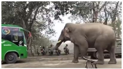 അന്ത ഭയം ഇരിക്കട്ടും; കാട്ടാനയെ ഭയപ്പെടുത്തി ഓടിക്കുന്ന തെരുവ് നായ, ശൌര്യം കണ്ട് കൈയടിച്ച് സോഷ്യൽ മീഡിയ 