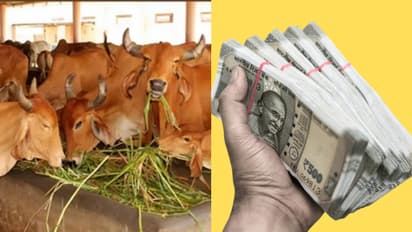 கால்நடை பராமரிப்புக்காக ரூ.3 லட்சம் கடன்.. விண்ணப்பிப்பது எப்படி? முழு விபரம் உள்ளே!