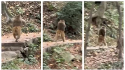 'പരിണാമത്തിന്‍റെ പുതുവഴികള്‍'; കൈയൊടിഞ്ഞ കുരങ്ങന്‍ രണ്ട് കാലില്‍ ഓടുന്ന വീഡിയോ വൈറല്‍ 