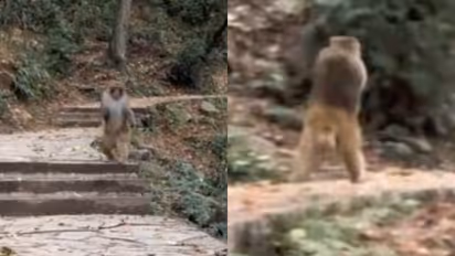 Monkey's remarkable bipedal movement after losing forelimbs stuns the internet [WATCH]
