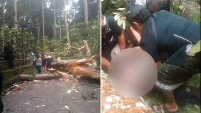 Heart-stopping moment: Tree collapses in Bali's Monkey Forest, leaving two dead (WATCH)