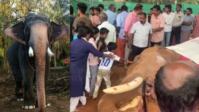 ശാന്ത സ്വഭാവക്കാരൻ, പ്രിയങ്കരൻ; കൊമ്പൻ കല്ലേക്കുളങ്ങര രാജഗോപാലന് കണ്ണീരോടെ വിടനൽകി ആനപ്രേമികൾ; ജഡം സംസ്കരിച്ചു