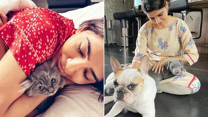 ஹைதராபாத் சொகுசு பங்களாவில் சமந்தா; நாய்க்குட்டியுடன் லூட்டி அடிக்கும் பியூட்டி குயின்!