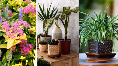 7 trending indoor and outdoor plants that took 2024 by storm
