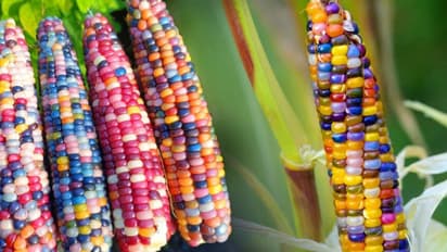 ರತ್ನದಂತೆ ಮಿನುಗುವ ಈ ಕಾರ್ನ್‌ ಬಗ್ಗೆ ನಿಮಗೆಷ್ಟು ಗೊತ್ತು?