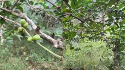 വയനാട്ടിൽ സർക്കാർ ഭൂമിയിൽ നിന്ന് ലക്ഷങ്ങൾ വില വരുന്ന കാപ്പിയും കുരുമുളകും മോഷണം പോയി