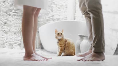 ಗಂಡ ನನಗಿಂತ ಜಾಸ್ತಿ ಬೆಕ್ಕನ್ನೇ ಲವ್‌ ಮಾಡ್ತಾನೆ, ವರದಕ್ಷಿಣೆ ಕೇಸ್‌ ದಾಖಲಿಸಿದ ಬೆಂಗಳೂರು ಮಹಿಳೆ!