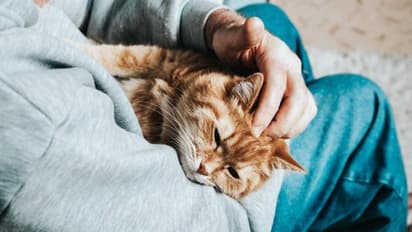 ഭർത്താവിന് തന്നേക്കാൾ പ്രധാനം പൂച്ച, പരാതിയുമായി യുവതി, കേസ് കോടതിയിൽ 