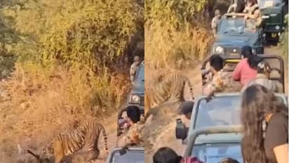 ഇത് ശരിയല്ല, വലിയ വില കൊടുക്കേണ്ടി വരും; വേട്ടയാടുന്ന കടുവയുടെ തൊട്ടടുത്ത് നിന്നും വീഡിയോയെടുത്ത് സഞ്ചാരികൾ