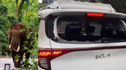 സീരിയൽ ഷൂട്ടിങ് സംഘത്തിന്റെ വാഹനം തകർത്ത് പടയപ്പ, പാഞ്ഞടുത്തത് 20ഓളം വാഹനങ്ങളുടെ നേരെ