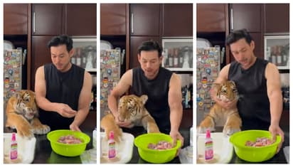 'അടങ്ങി നിക്കെടാ...'; ഭക്ഷണത്തിനായി വാശി പിടിക്കുന്ന കടുവ കുഞ്ഞിനെ കണ്ട് അമ്പരന്ന് സോഷ്യല്‍ മീഡിയ