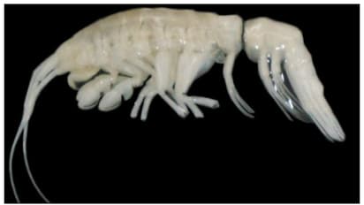 'ഇരുട്ടെ'ന്ന് അവന് പേര്, താമസം സമുദ്രത്തിന് 7,902 മീറ്റര്‍ താഴ്ചയില്‍; ഭീകരനാണിവനെന്ന് ഗവേഷകര്‍