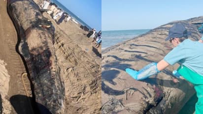 പ്രത്യേക സംഘം, 55 മണിക്കൂര് ഒന്നിച്ച് പരിശ്രമിച്ചു; 15 മീറ്ററിലേറെ നീളമുള്ള തിമിംഗലത്തിൻ്റെ ജഡം സംസ്കരിച്ചു