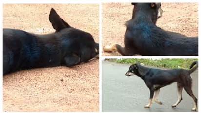 'കല്യാണി' കാരണം മെഴുവേലിയിലെ തെരുവുനായ്ക്കൾക്കെല്ലാം നീലനിറമാണ്; നടപടിയെടുത്തത് മൃ​ഗസംരക്ഷണ വകുപ്പ്