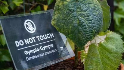 പ്രാണവേദനയ്ക്ക് തുല്യമായ വേദന, അടുത്ത് കണ്ടാൽ അപ്പോൾ ഓടിക്കോണം, അറിയാം 'ജിംപി ജിംപി' ചെടിയെ