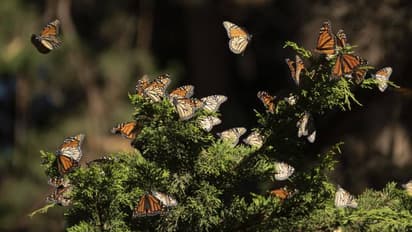 കാണാനേയില്ല; മൊണാര്‍ക്ക് ചിത്രശലഭങ്ങൾക്ക് പ്രത്യേക സംരക്ഷണം നൽകാനൊരുങ്ങി അമേരിക്ക