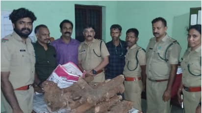 രഹസ്യവിവരം, 3 ദിവസം നിരീക്ഷണം; അടുക്കളയിലും പുറത്തുമായി 12 ചാക്കുകൾ കിട്ടി, ചന്ദനം വിറ്റ കേസിൽ വീട്ടുടമ ഒളിവിൽ