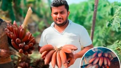 चंद्रबाळे शेती: ४ एकरांत ३५ लाखांची कमाई