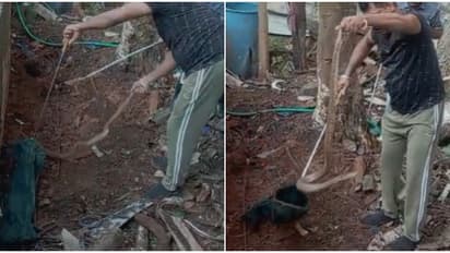 അഞ്ചര അടിയോളം നീളം, ഗുരുവായൂർ നഗരസഭ ടൗൺ ഹാളിൽ നിന്ന് മൂർഖൻ പാമ്പിനെ പിടികൂടി