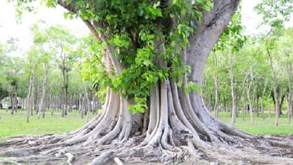 ರಾಷ್ಟ್ರಪತಿ, ಪ್ರಧಾನಿಗೆ ಕೊಟ್ಟಂತೆ ಈ ಮರಕ್ಕೆ Z+ ಭದ್ರತೆ ಕೊಡುತ್ತಿರುವ ಸರ್ಕಾರ!