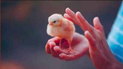 വിവാഹം കഴിഞ്ഞ് 5 വർഷം, കുട്ടികളില്ല; മന്ത്രവാദി പറഞ്ഞത് കേട്ട് ജീവനോടെ കോഴികുഞ്ഞിനെ വിഴുങ്ങിയ യുവാവ് മരിച്ചു