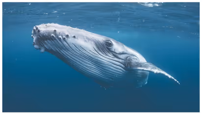 'അമ്പമ്പോ എന്തൊരു യാത്ര'; കൂനന്‍ തിമിംഗലം 13,046 കിലോ മീറ്റര്‍ സഞ്ചരിച്ചത് അഞ്ച് വര്‍ഷം കൊണ്ട് 