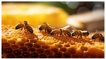 ലൈസൻസുള്ള കമ്പനി വഴി ഇറക്കുമതി ചെയ്തത് തേനീച്ചക്കൂടുകൾ; പരിശോധനയിൽ അഞ്ചുപേർ പിടിയിൽ, കൂടിനുള്ളിൽ മാരക ലഹരി