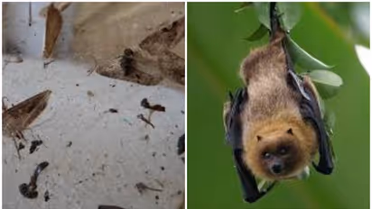 SHOCKING! Two US men die after using bat poop as fertlizer to grow Marijuana