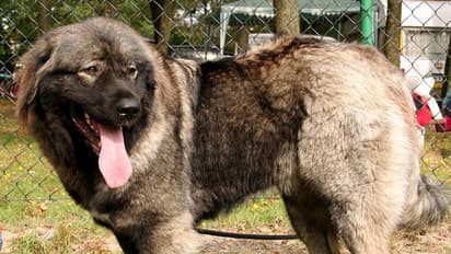 നായയ്‍ക്ക് മാസം ചെലവിന് വേണം 60,000 രൂപ, സ്വന്തമാക്കണമെങ്കിൽ വേണം എട്ടുലക്ഷം