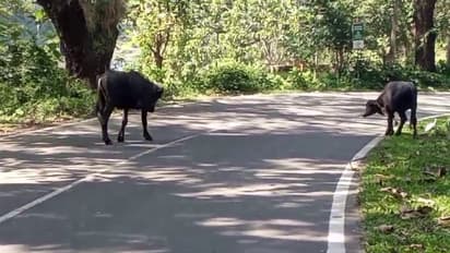 അതിരപ്പിള്ളിയിൽ കെട്ടഴിച്ചു വിട്ട പോത്ത് നടുറോഡിൽ; പെട്ടെന്ന് ബ്രേക്കിട്ട കാറുകൾ കൂട്ടിയിടിച്ച് അപകടം