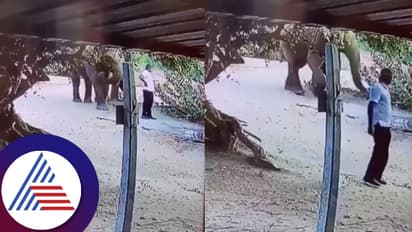 ಅಣ್ಣಾವ್ರೇ... ದಾರಿ ಬಿಡಿ... ತನ್ನ ದಾರಿಗೆ ಅಡ್ಡವಾಗಿದ್ದ ವ್ಯಕ್ತಿಗೆ ಸೂಚನೆ ಕೊಟ್ಟ ಆನೆಯ ಕ್ಯೂಟ್​ ವಿಡಿಯೋ ವೈರಲ್​ 