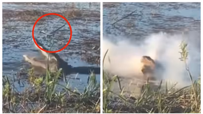 പറന്നു പോയ ഡ്രോണിനെ ചാടിക്കടിച്ച് മുതല, പിന്നാലെ വായില്‍ വച്ച് സ്ഫോടനം; ഭയപ്പെടുത്തുന്ന വീഡിയോ വൈറൽ 