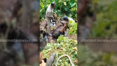 കഴുത്തിൽ കയർ കുരുങ്ങി പോത്ത് ചിറയിലേക്ക് വീണു; കണ്ടുനിന്ന ഉടമ കുഴഞ്ഞുവീണ് മരിച്ചു