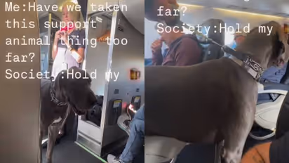 വിമാനത്തിലേക്ക് ഒരു കൂറ്റൻ നായ, അമ്പരന്ന് ഫ്ലൈറ്റ് അറ്റൻഡന്റും യാത്രക്കാരും