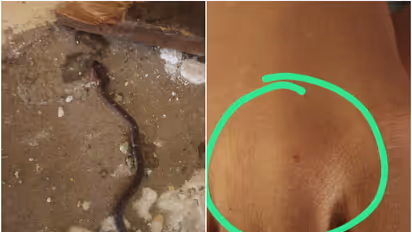 ക്രിസ്മസ് ആഘോഷത്തിനിടെ വിദ്യാര്ത്ഥിനിക്ക് ക്ലാസ് മുറിയില് പാമ്പുകടിയേറ്റു; സംഭവം നെയ്യാറ്റിൻകര സ്കൂളിൽ