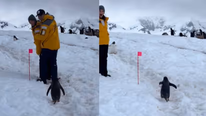 രണ്ടുദിവസം കൊണ്ട് ഒരുകോടി ലൈക്ക് നേടി വീഡിയോ, മനുഷ്യർ വഴിമാറാൻ കാത്തുനിൽക്കുന്ന പെൻ​ഗ്വിൻ