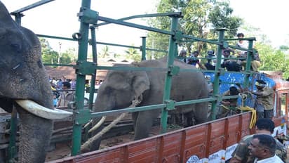 ಚನ್ನಪಟ್ಟಣ: ರೈತರ ಪಾಲಿಗೆ ಕಂಟಕಪ್ರಾಯವಾಗಿದ್ದ ಪುಂಡಾನೆ ಸೆರೆ ಹಿಡಿಯುವಲ್ಲಿ ಅರಣ್ಯ ಇಲಾಖೆ ಸಫಲ! 