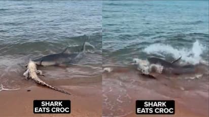 ಮೊಸಳೆಯನ್ನೇ ಹುರಿದು ಮುಕ್ಕಿದ ಶಾರ್ಕ್: ಅತೀ ಅಪರೂಪದ ವೀಡಿಯೋ ವೈರಲ್