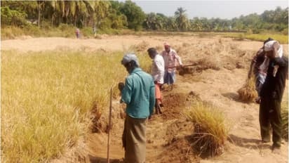 'ഇല്ലോളം വൈകിയാലും ഇങ്ങെത്തി'; പുന്നയൂര്‍ക്കുളം തീരദേശത്തിനു സുഗന്ധമേകി രാമച്ചം വിളവെടുപ്പ്