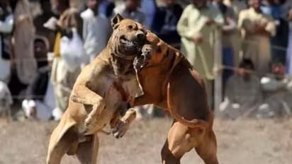 ಕೋಳಿ ಅಂಕದಂತೆ ನಾಯಿ ಅಂಕ : ಬೆಟ್ಟಿಂಗ್ ಕಟ್ಟಿ ನಾಯಿಗಳ ಕಚ್ಚಾಡಿಸುತ್ತಿದ್ದ 80 ಜನರ ಬಂಧನ