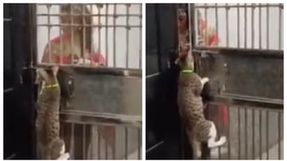 ഒറ്റച്ചാട്ടത്തിന് വാതിലില്‍ കയറും പിന്നെ പുതുക്കെ ലോക്ക് അഴിക്കുകയായി; ജാക്കിന്‍റെ അസാധാരണ കഴിവിന് അഭിനന്ദനം 