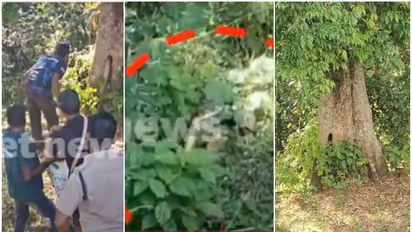 വാട്ടര്‍ ടാങ്കിനരികെ ഒരുവട്ടം കണ്ടു, നിമിഷനേരത്തിൽ പൊത്തിനുള്ളിലേക്ക് പാഞ്ഞു; രാജവെമ്പാലയെ പിടികൂടാൻ ശ്രമം